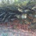红油香椿苗温室80cm以上