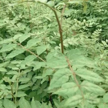 花椒苗1~2年