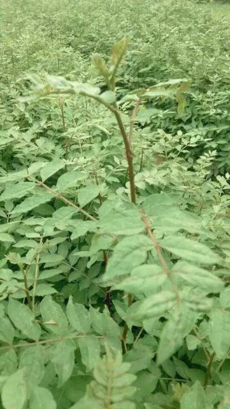 花椒苗1~2年