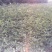 花椒苗1~2年