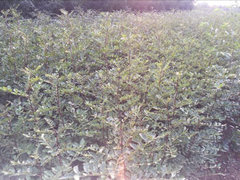 花椒苗1~2年