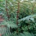 花椒苗1~2年