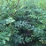 花椒苗1~2年