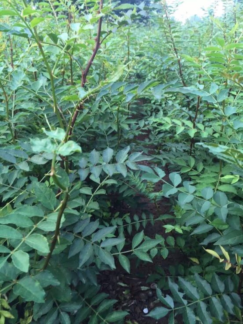 花椒苗1~2年