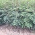 花椒苗1~2年
