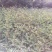 花椒苗1~2年