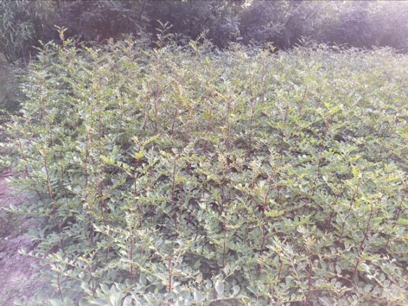 花椒苗1~2年