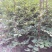 花椒苗1~2年
