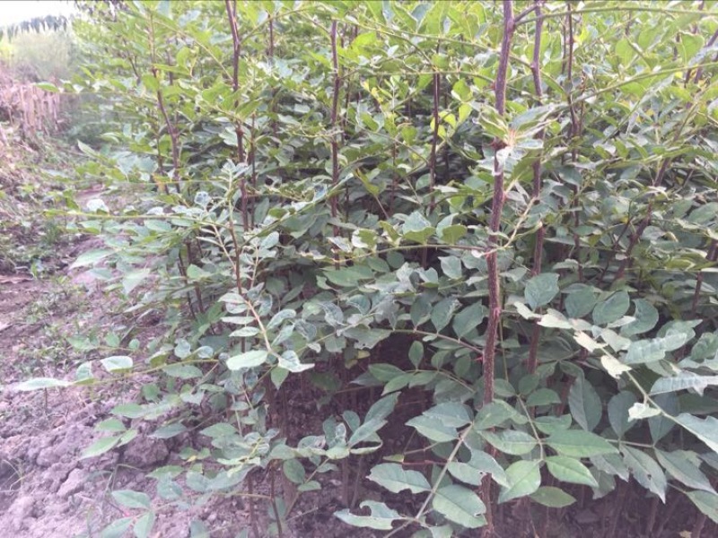 花椒苗1~2年