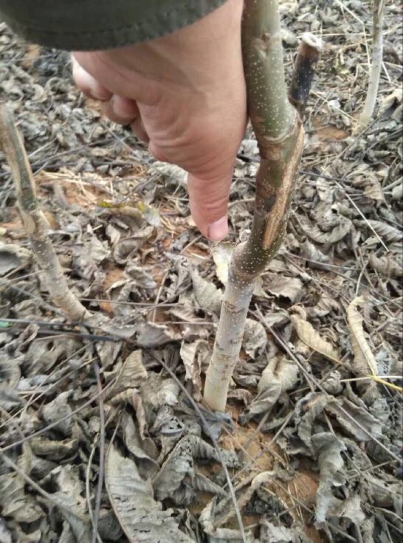 香玲核桃苗一年苗50~100cm