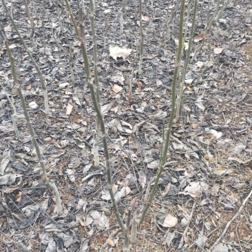 香玲核桃苗一年苗50~100cm