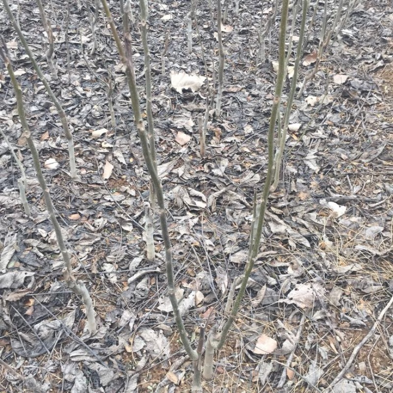香玲核桃苗一年苗50~100cm