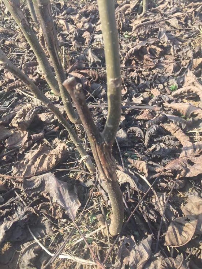 香玲核桃苗一年苗50~100cm