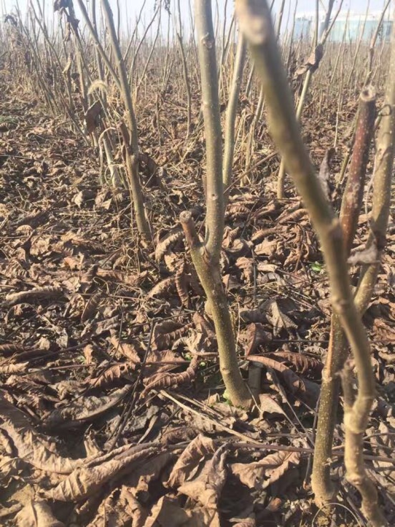 香玲核桃苗一年苗50~100cm