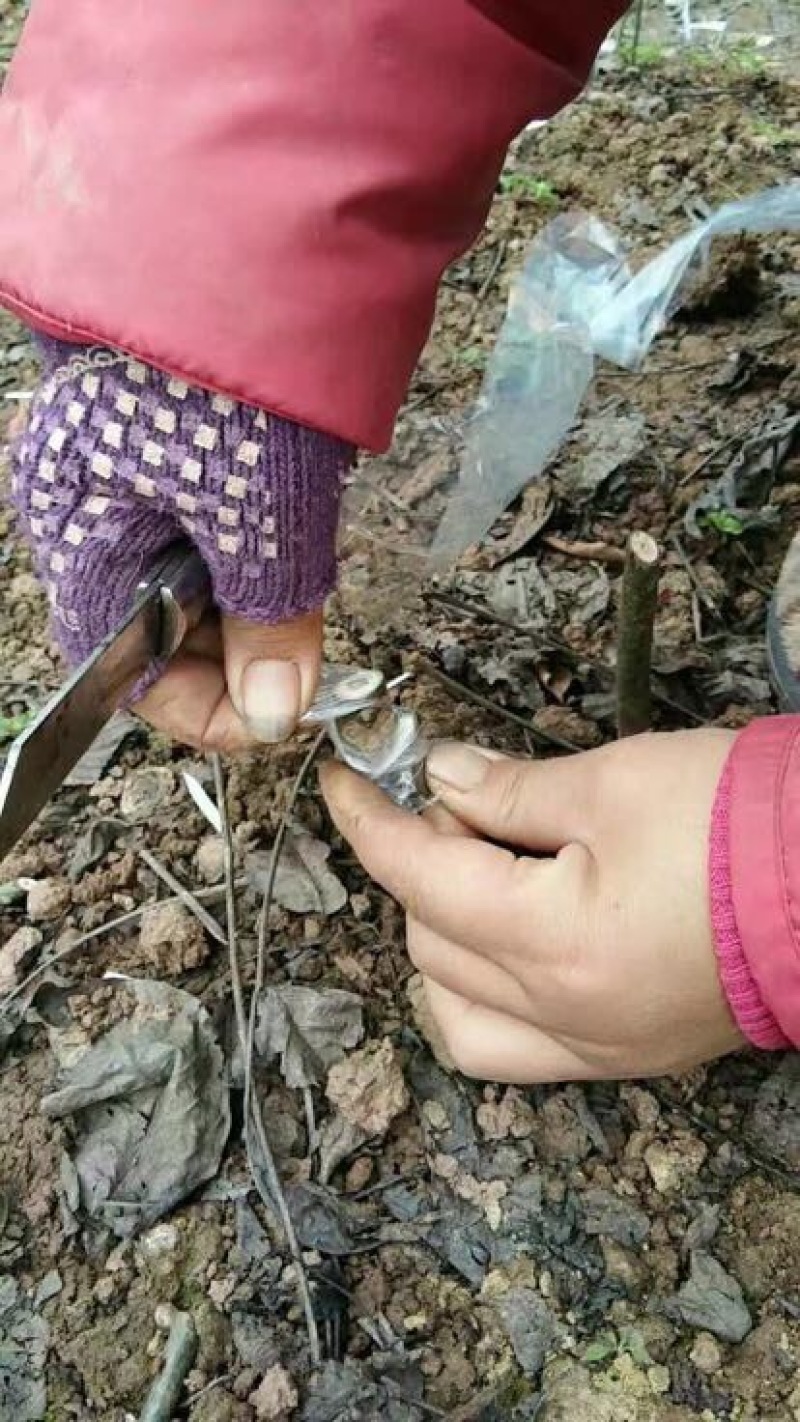香玲核桃苗一年苗50~100cm