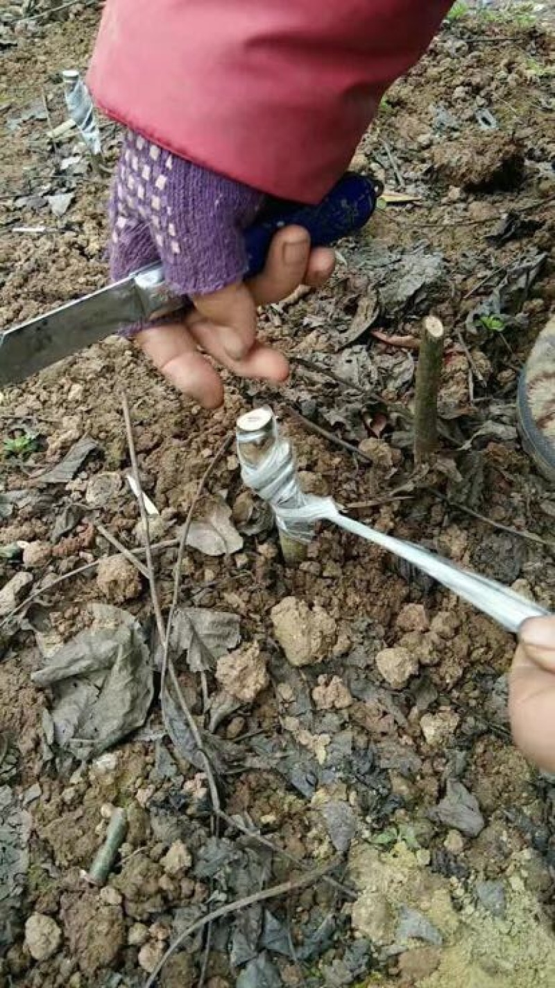 香玲核桃苗一年苗50~100cm