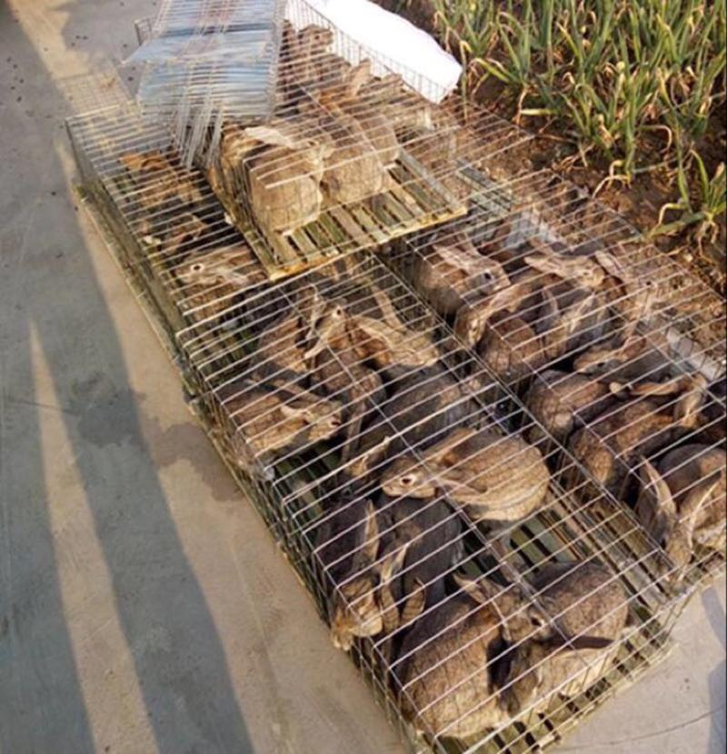 湖北比利时种兔包技术包回收
