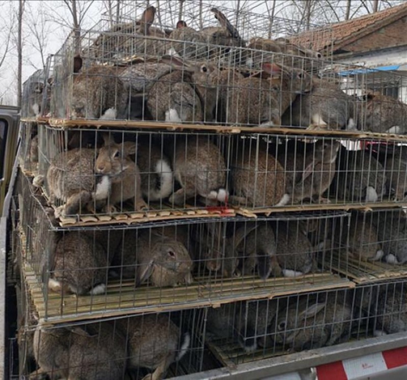 湖北比利时种兔包技术包回收