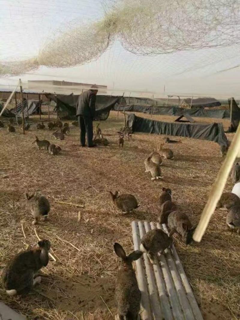 湖北比利时种兔包技术包回收