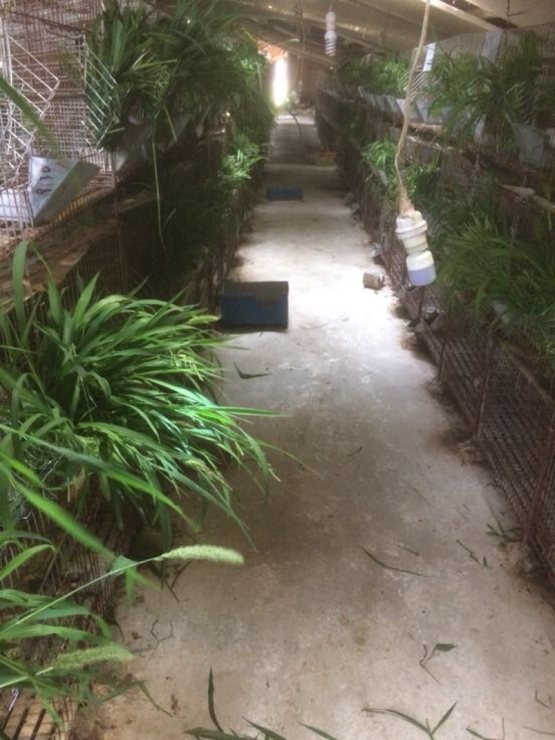 湖北比利时种兔包技术包回收