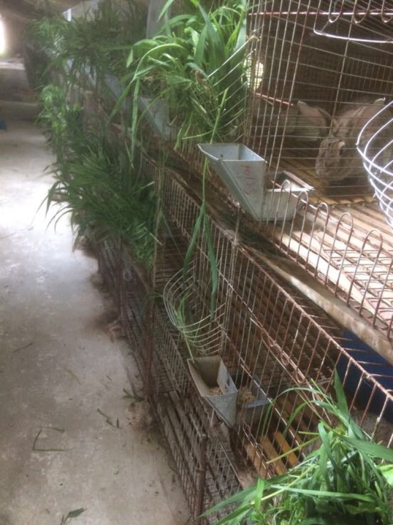 湖北比利时种兔包技术包回收