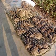湖南比利时兔常年出售商品兔种兔
