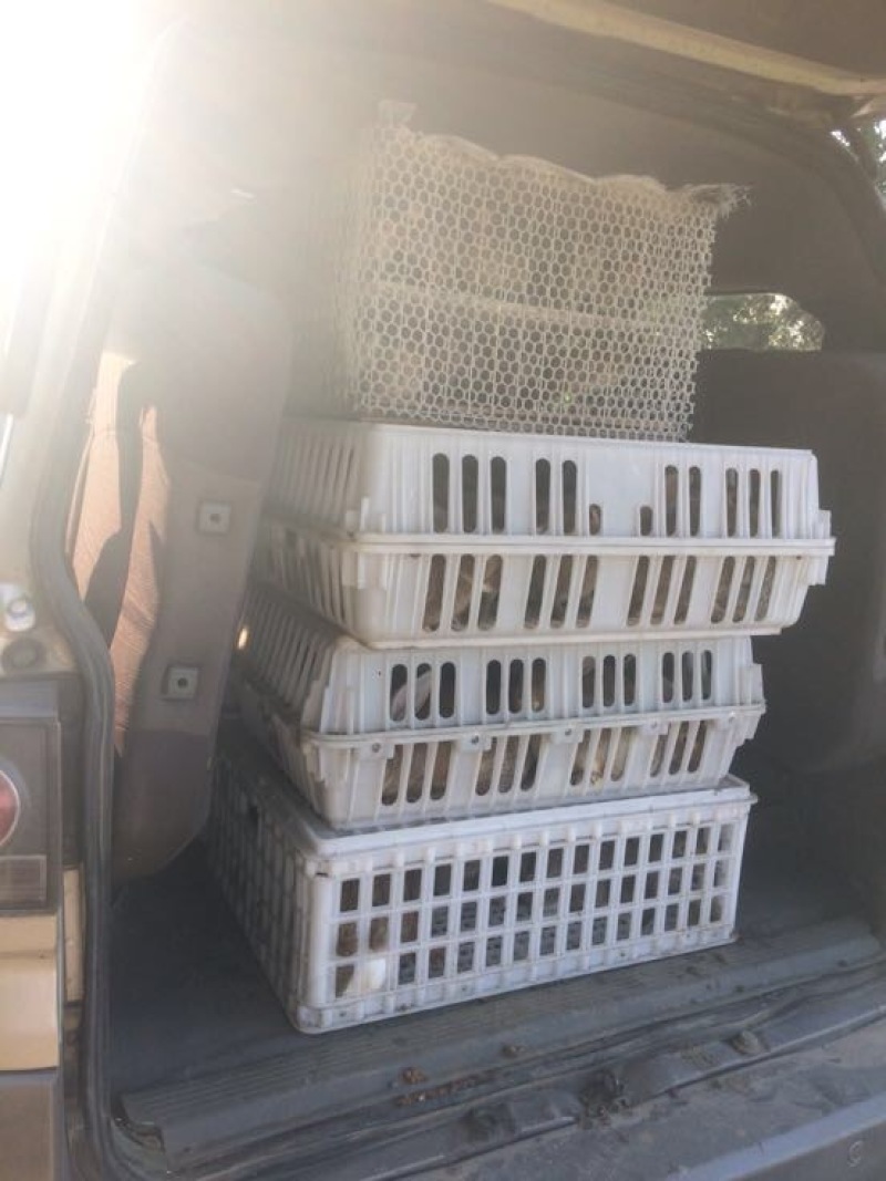 湖南比利时兔常年出售商品兔种兔
