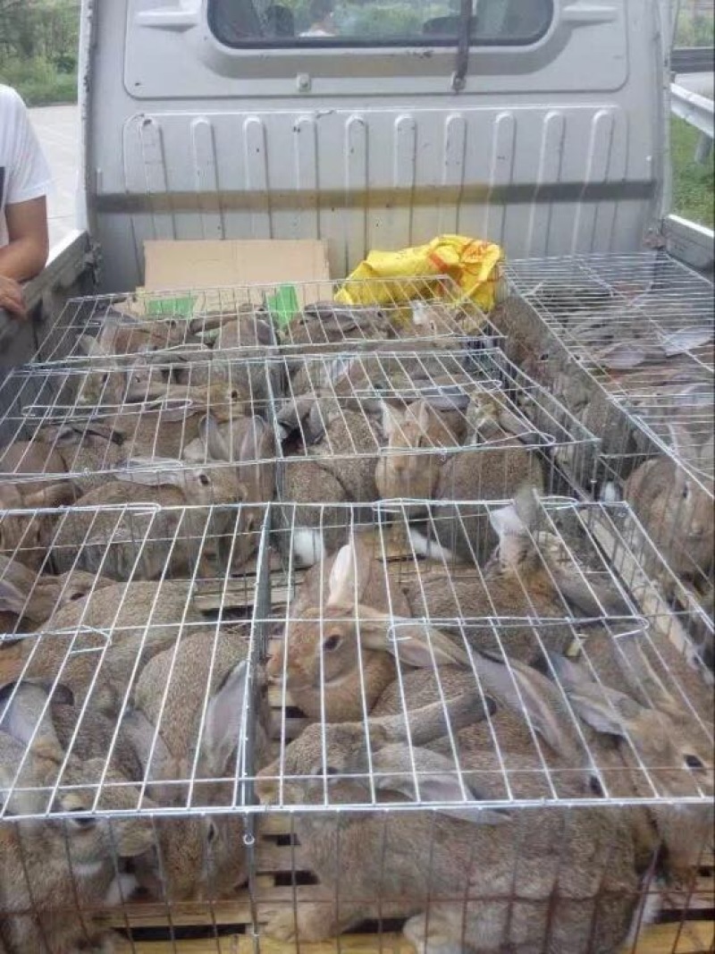 湖南比利时兔常年出售商品兔种兔