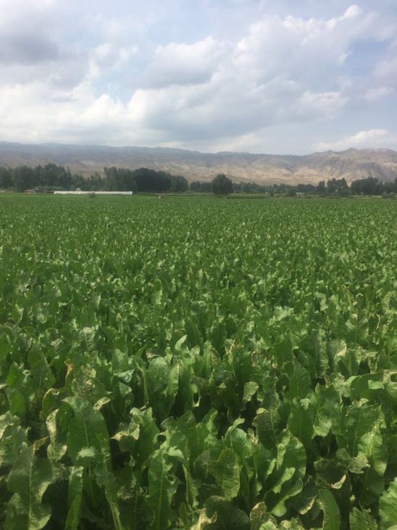 辣根