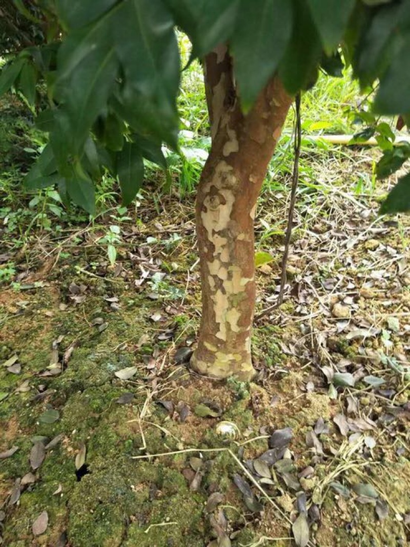 嘉宝果树苗6年