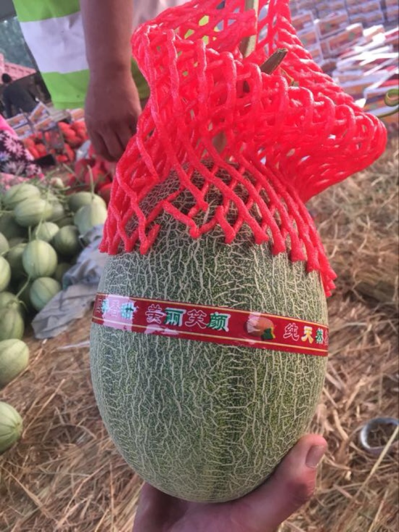 西州蜜瓜3斤以上长圆形