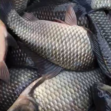 鲫鱼食用