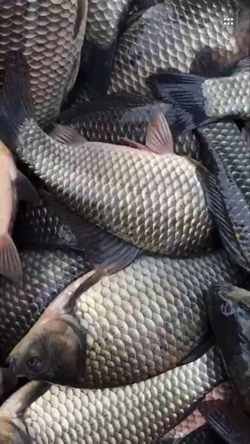 鲫鱼食用