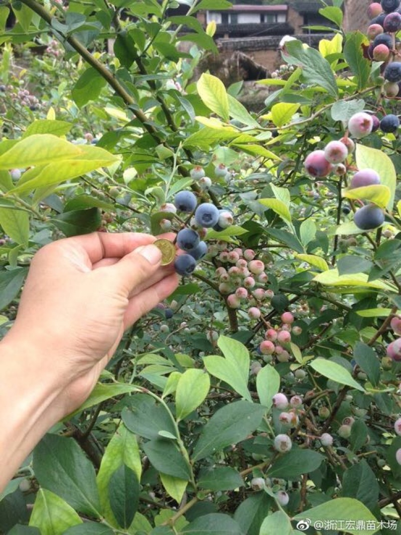 蓝莓苗2年以上80~100cm蓝莓大苗