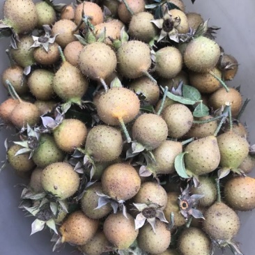 刺梨鲜