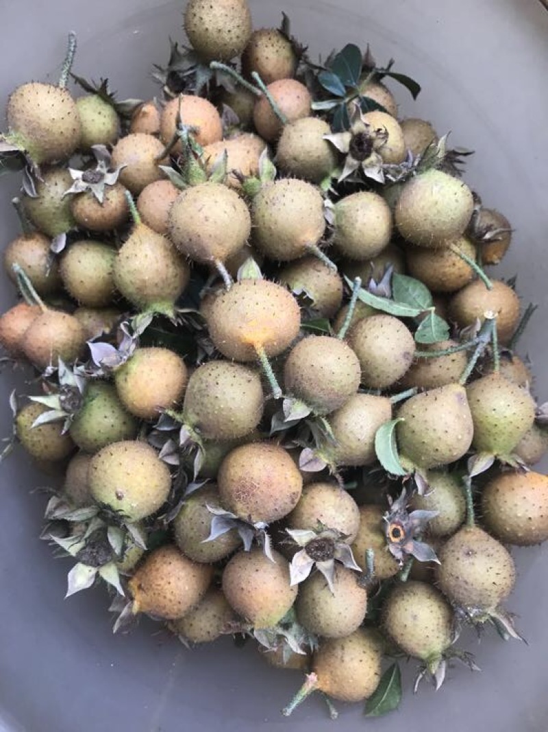 刺梨鲜