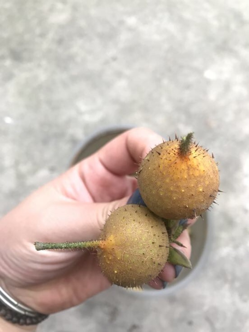 刺梨鲜