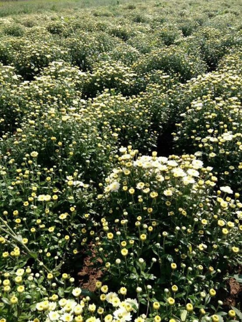菊花苗