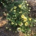 菊花苗