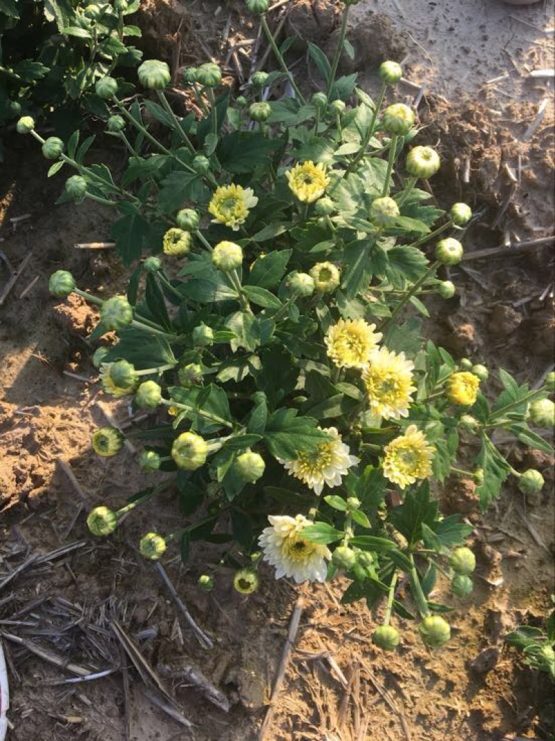 菊花苗