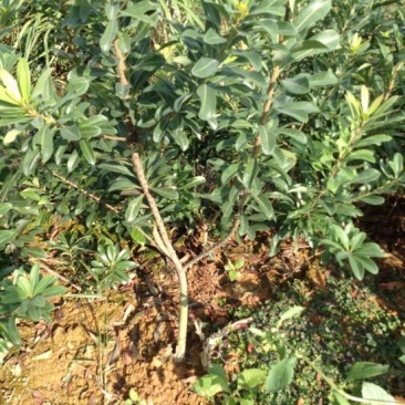 杨梅苗30~50cm