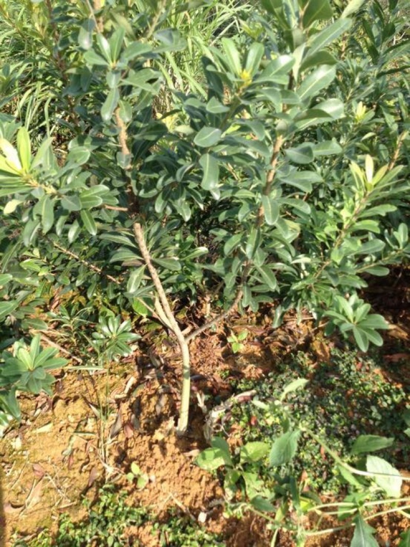 杨梅苗30~50cm