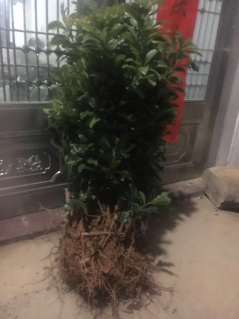 杨梅苗30~50cm