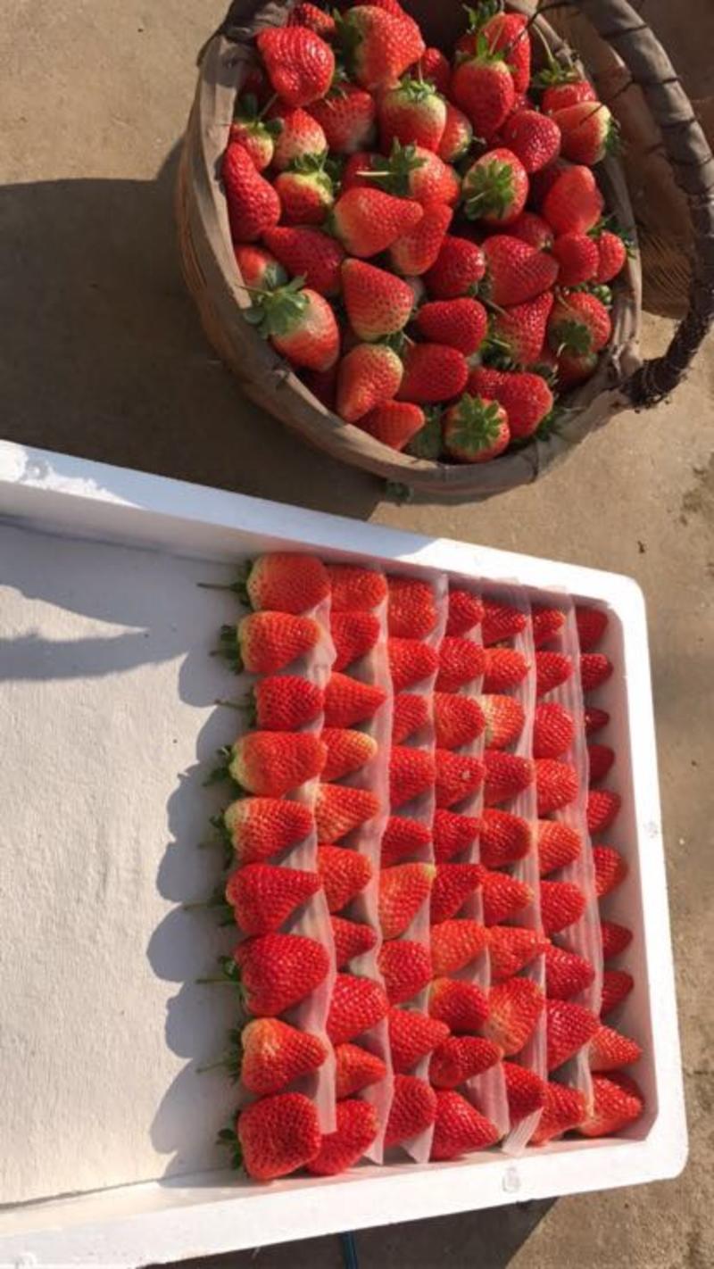 万亩草莓基地，妙香二茬果。市场加工都可以