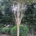 红花紫薇1~2米14~16cm3~3.5米