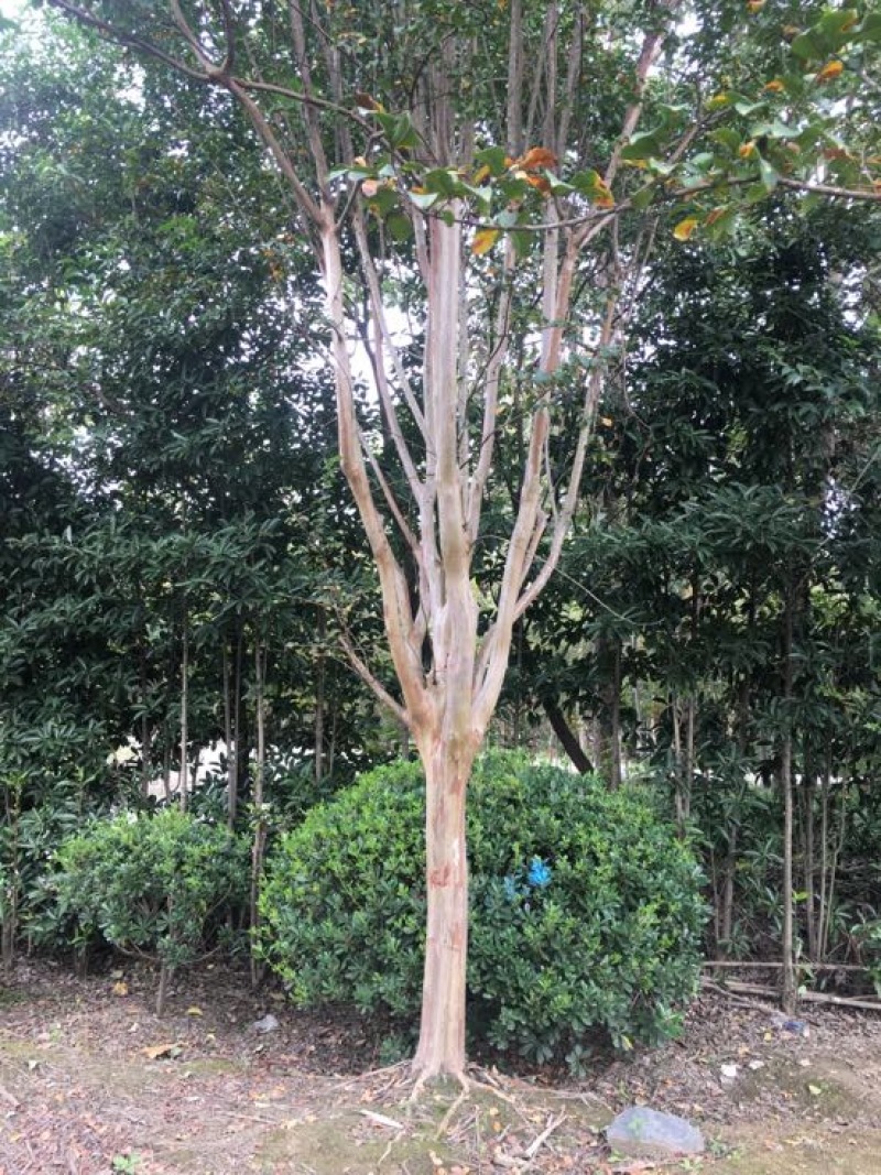 红花紫薇1~2米14~16cm3~3.5米