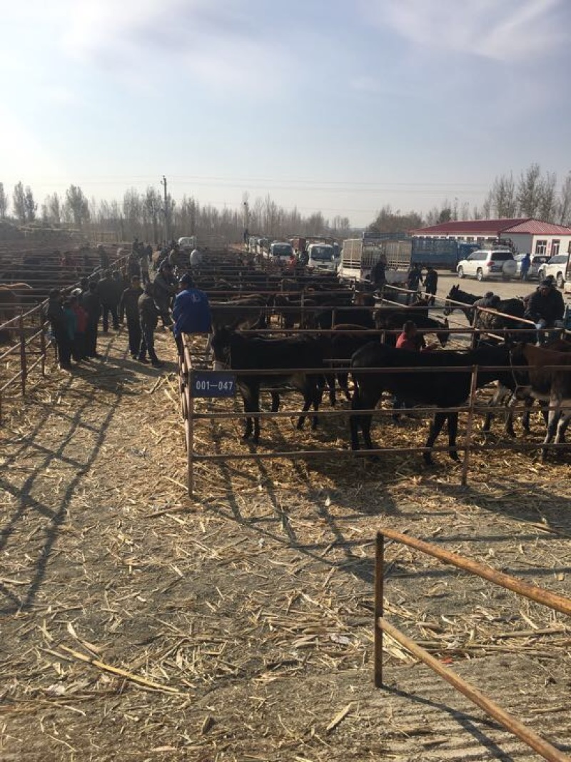 肉驴400~500斤