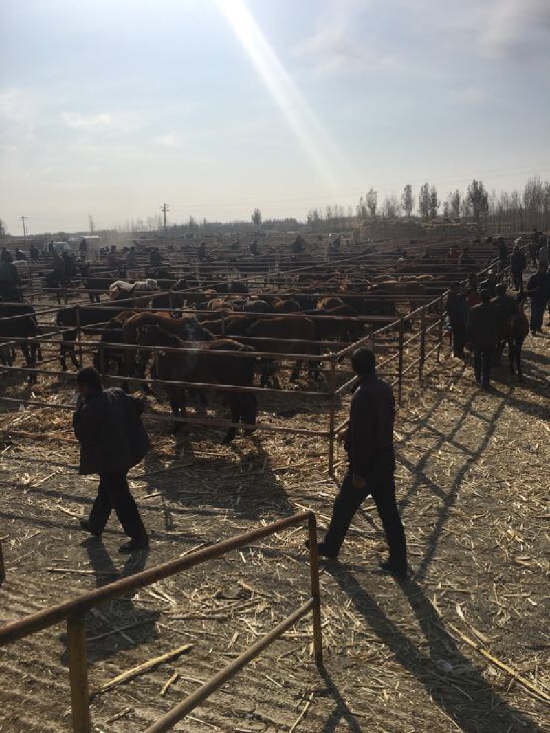 肉驴400~500斤