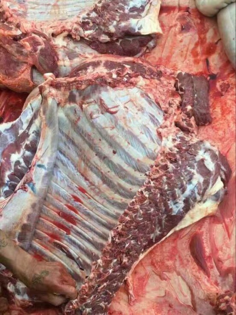 新鲜驴肉，带皮驴肉，驴排上门屠宰，供应全国