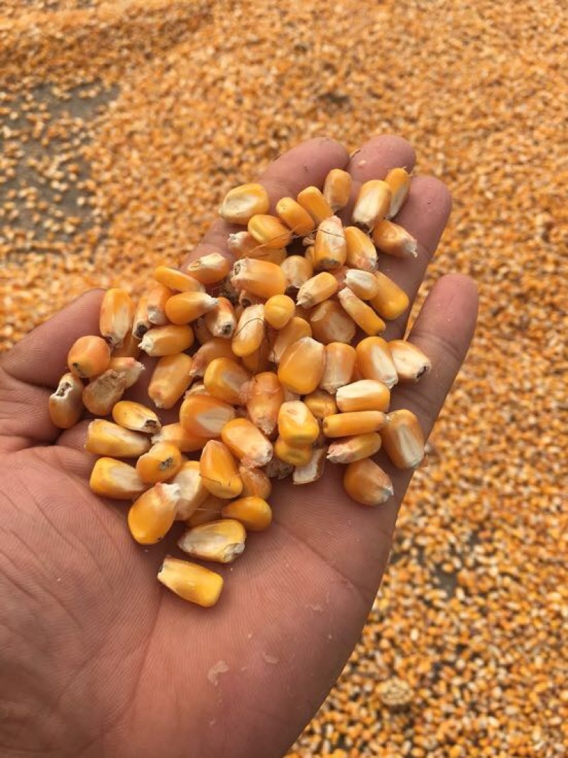 黄玉米14~16%